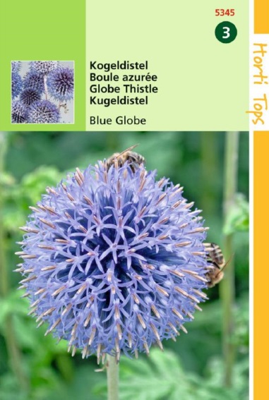 Globe thistle Blue Globe (Echinops) 35 seeds